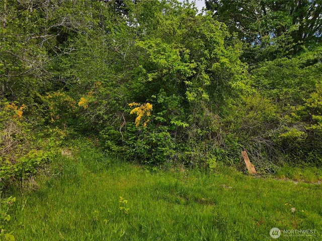 a view of a lush green forest