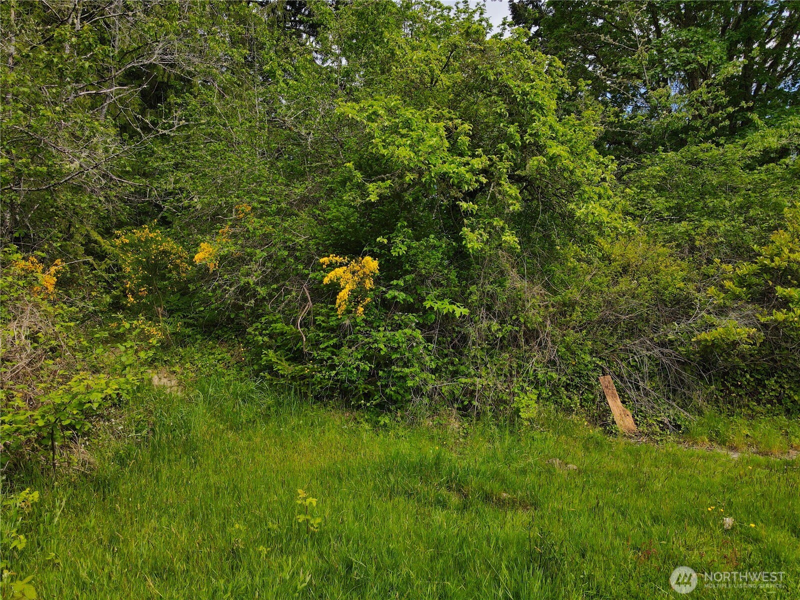 0 Sullivan Road Allyn, WA 98524 - Photo 4 of 7 a view of a lush green forest