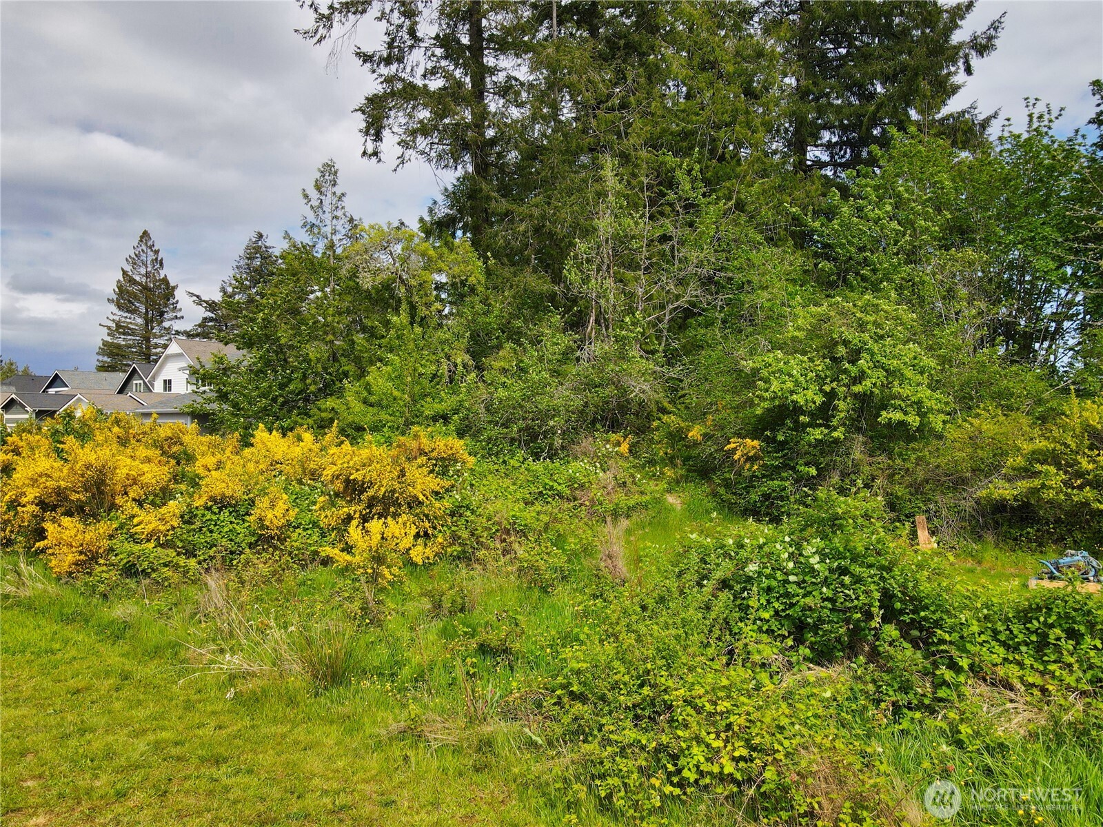 0 Sullivan Road Allyn, WA 98524 - Photo 7 of 7 a view of a bunch of plants