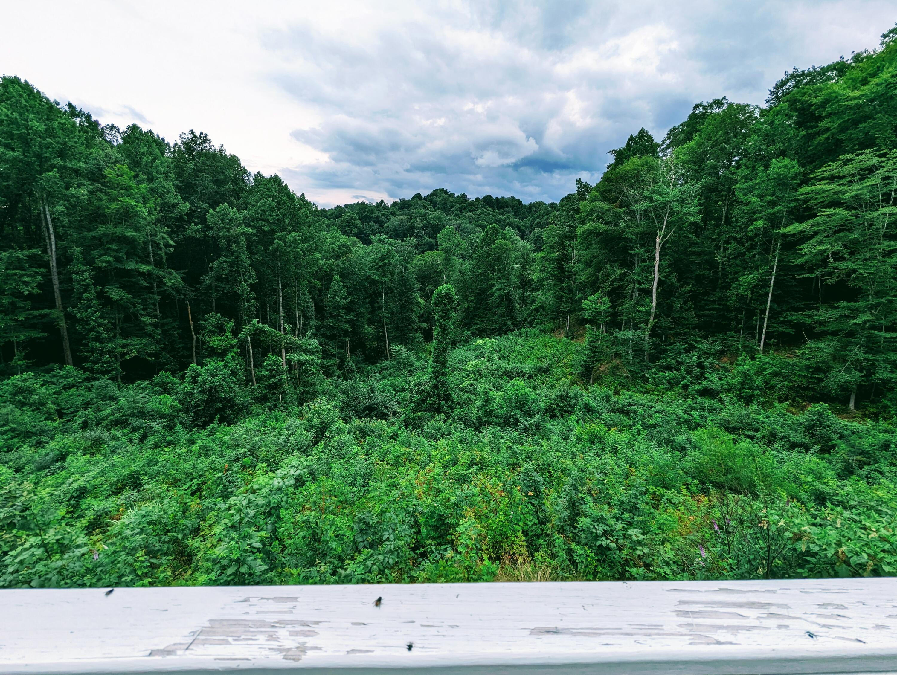2570 Backbone Ridge Haysi, VA 24256 - Photo 5 of 39 PXL_20230719_182140647