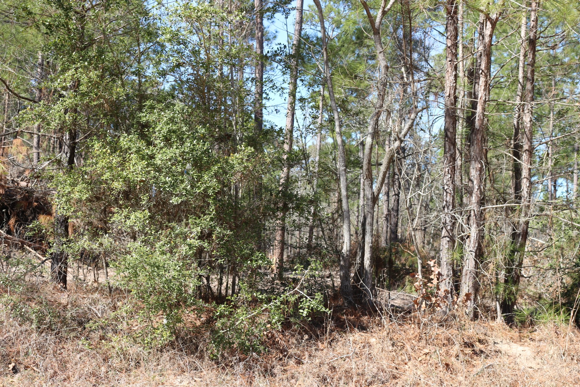 16-2 North Hanson Road Onalaska, TX 77360 - Photo 15 of 44 a view of forest