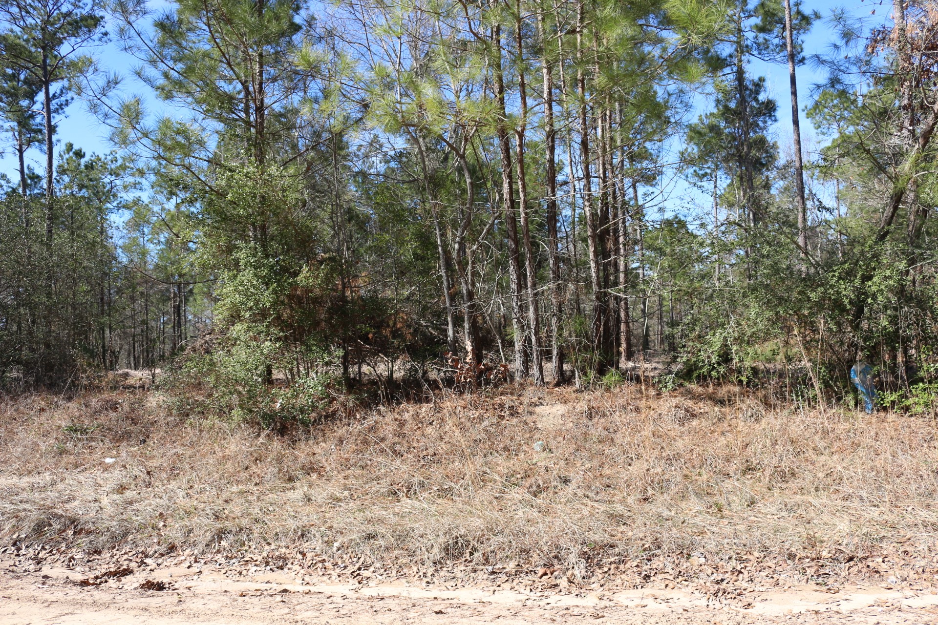 16-2 North Hanson Road Onalaska, TX 77360 - Photo 17 of 44 a view of a yard covered with trees