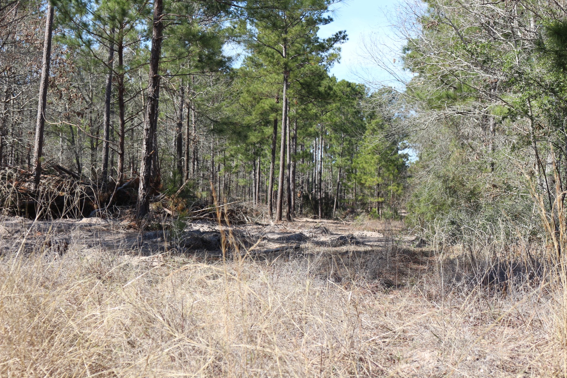 16-2 North Hanson Road Onalaska, TX 77360 - Photo 25 of 44 a view of backyard with trees