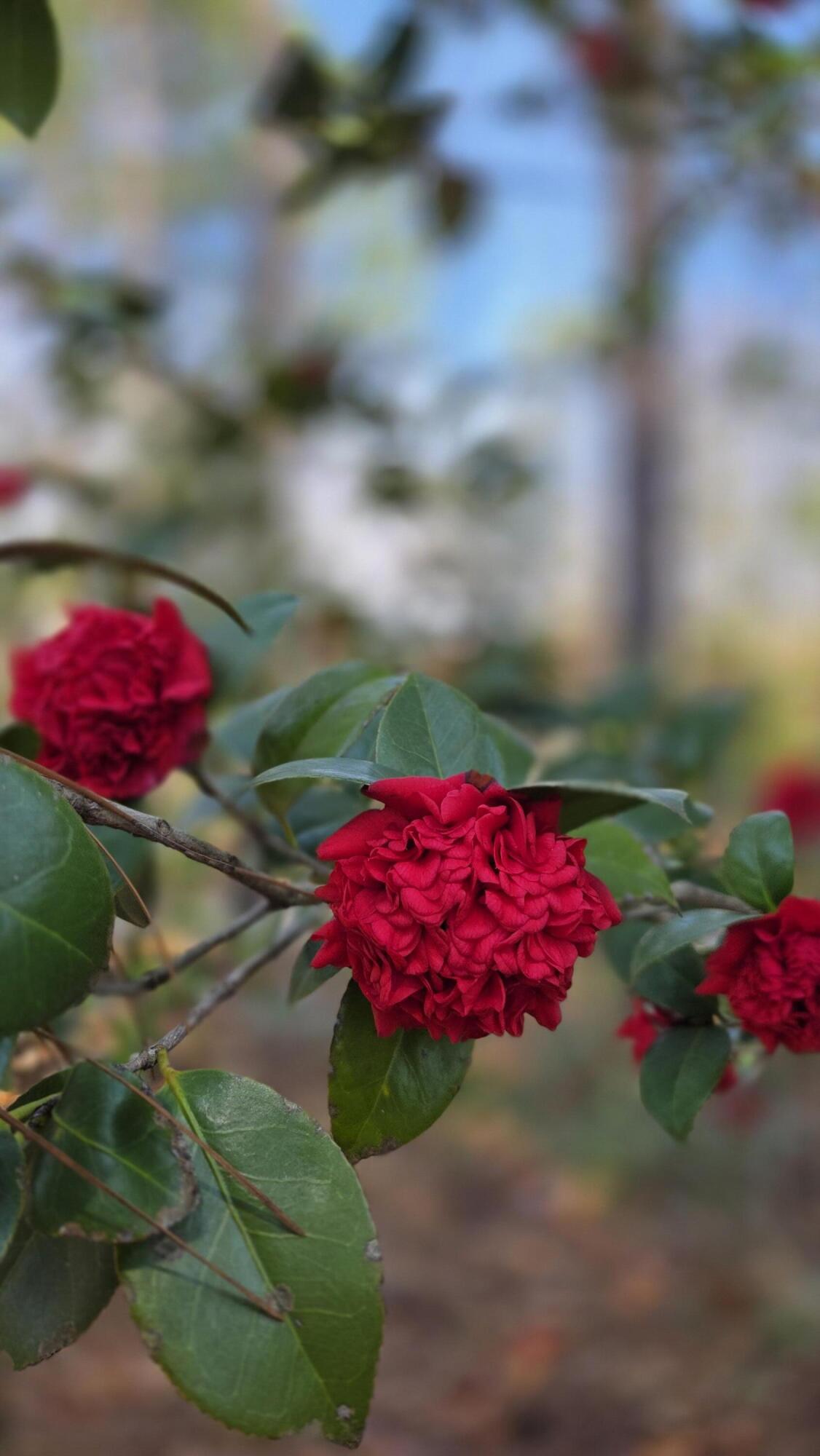 2133 Trail Point Aiken, SC 29803 - Photo 53 of 57 Camellia Lined Driveway