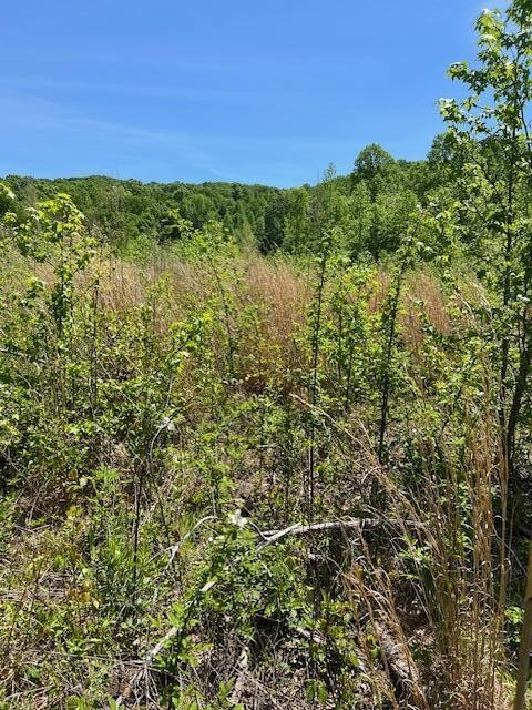 1598 Guinn Narrows Road Decatur, TN 37322 - Photo 4 of 5 a view of a green field with lots of bushes