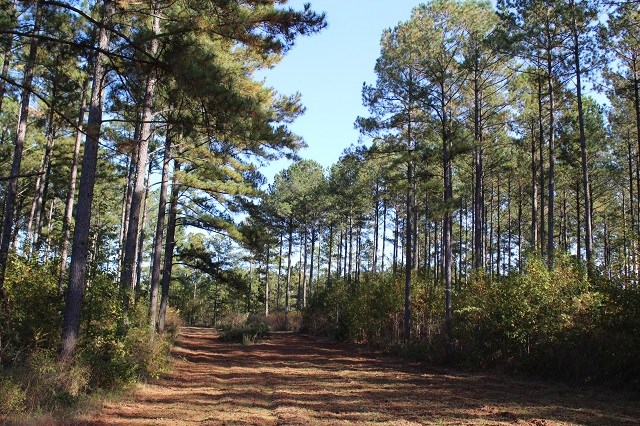 1245 Pine Lake Road West Point, GA 31833 - Photo 15 of 15 Gallery Image 15