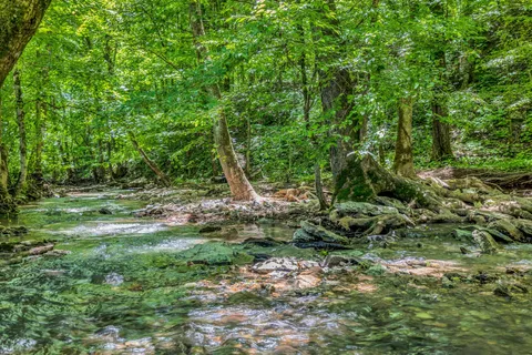 a view of a tree in a yard