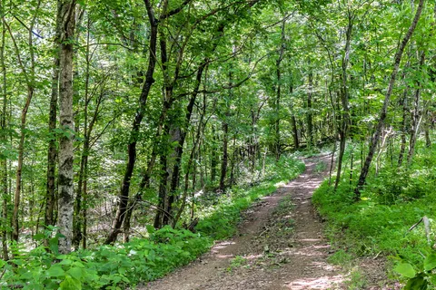 a lush green forest with lots of trees