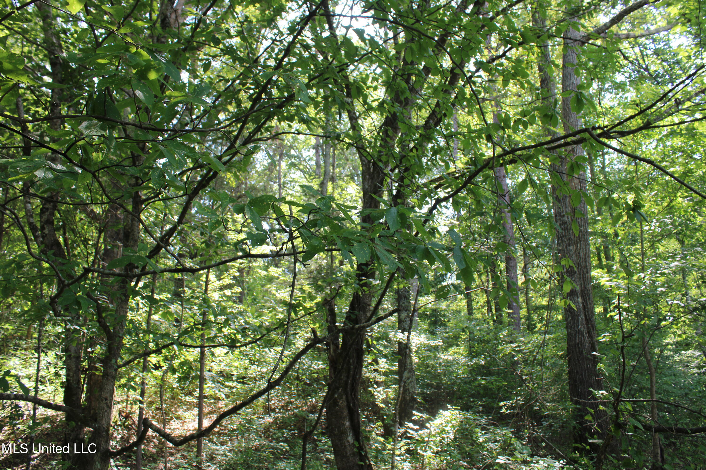3400 Bethlehem Road Potts Camp, MS 38659 - Photo 13 of 30 IMG_1815