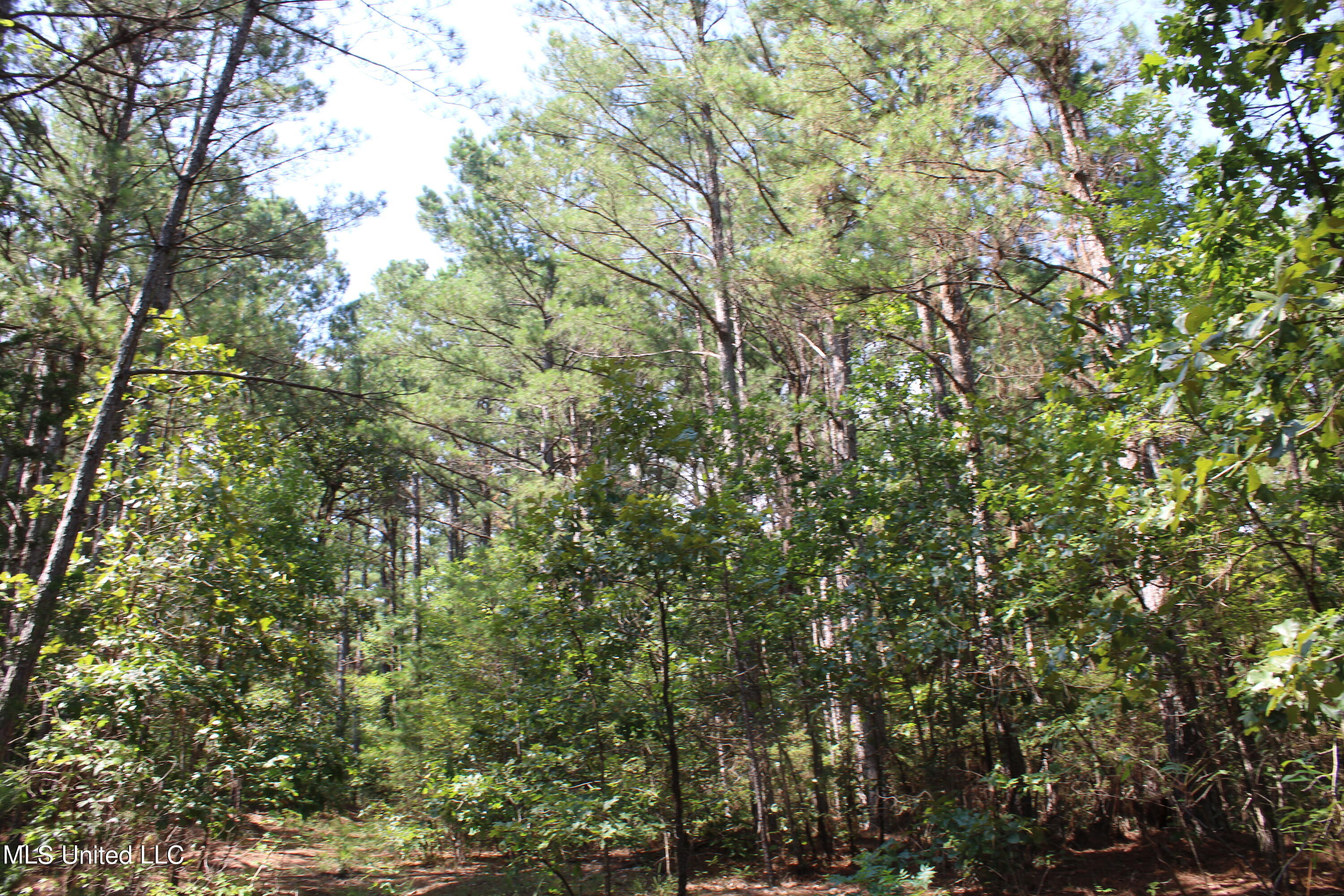 3400 Bethlehem Road Potts Camp, MS 38659 - Photo 16 of 30 IMG_1822