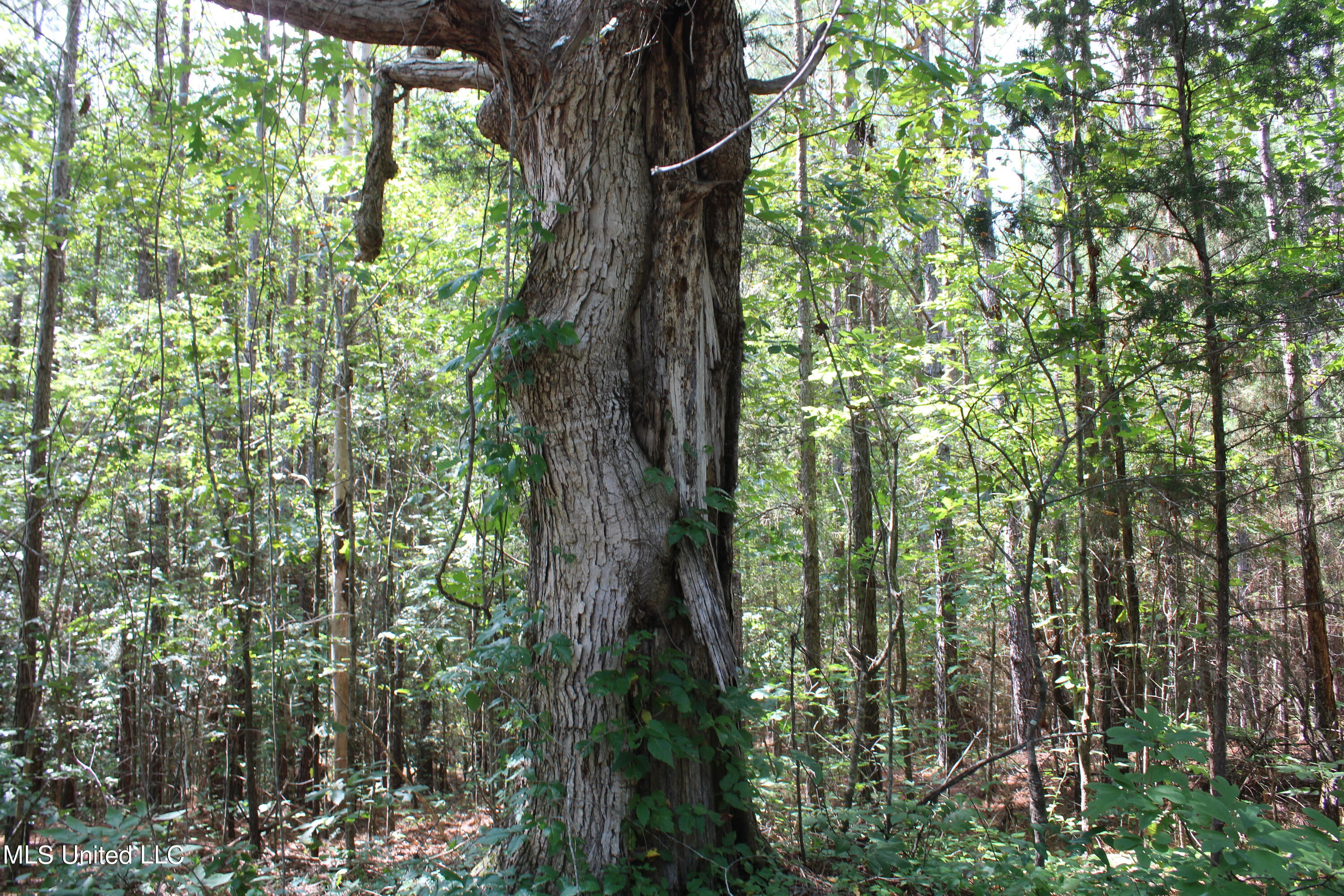 3400 Bethlehem Road Potts Camp, MS 38659 - Photo 18 of 30 IMG_1826