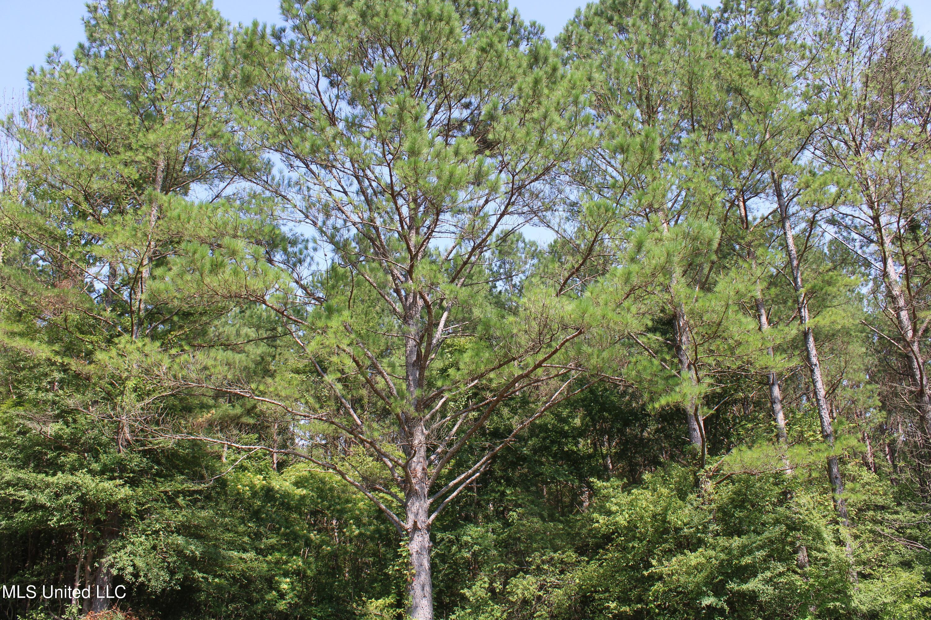 3400 Bethlehem Road Potts Camp, MS 38659 - Photo 26 of 30 IMG_1817