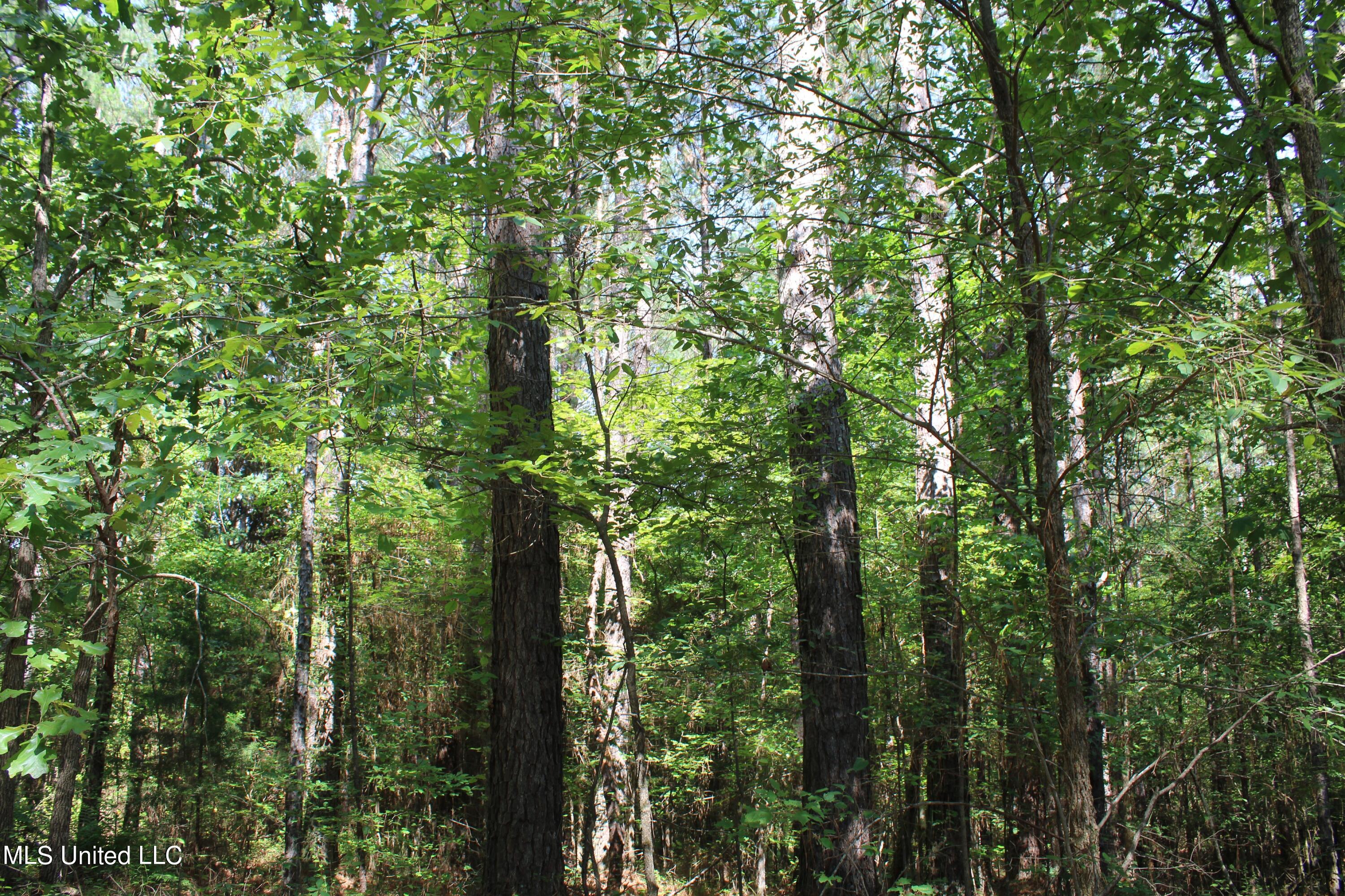 3400 Bethlehem Road Potts Camp, MS 38659 - Photo 27 of 30 IMG_1819