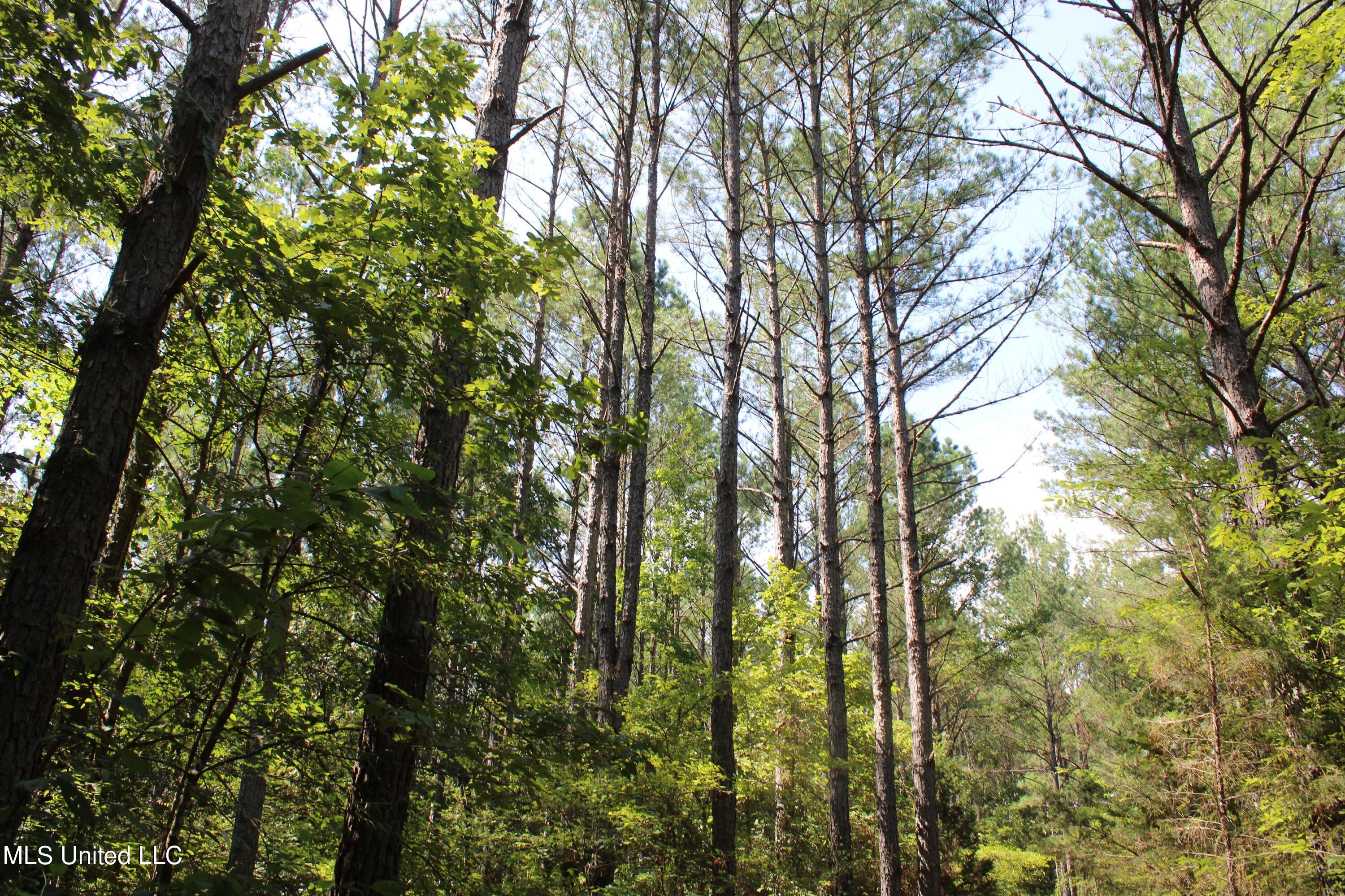 3400 Bethlehem Road Potts Camp, MS 38659 - Photo 28 of 30 IMG_1820