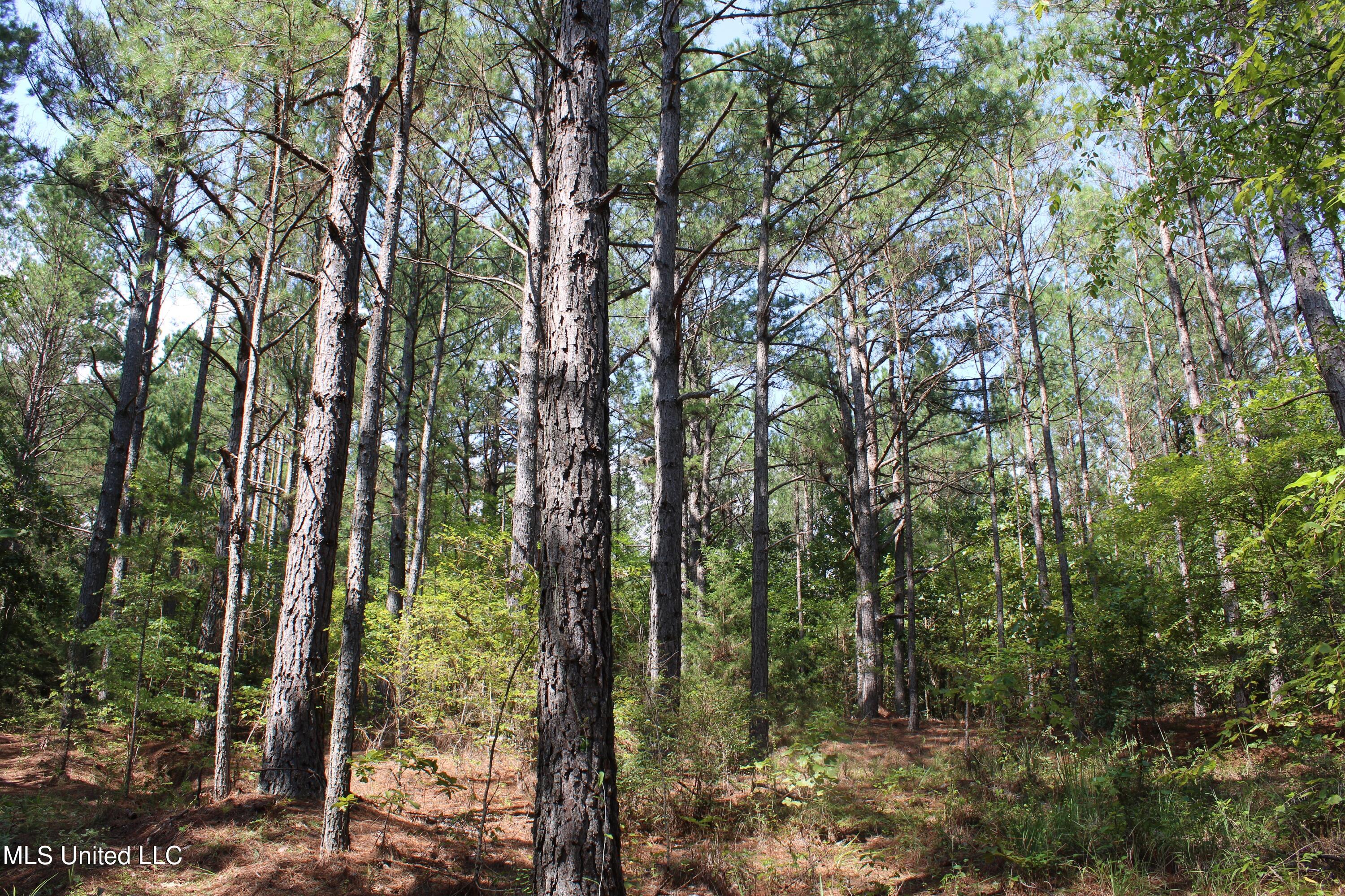 3400 Bethlehem Road Potts Camp, MS 38659 - Photo 29 of 30 IMG_1821