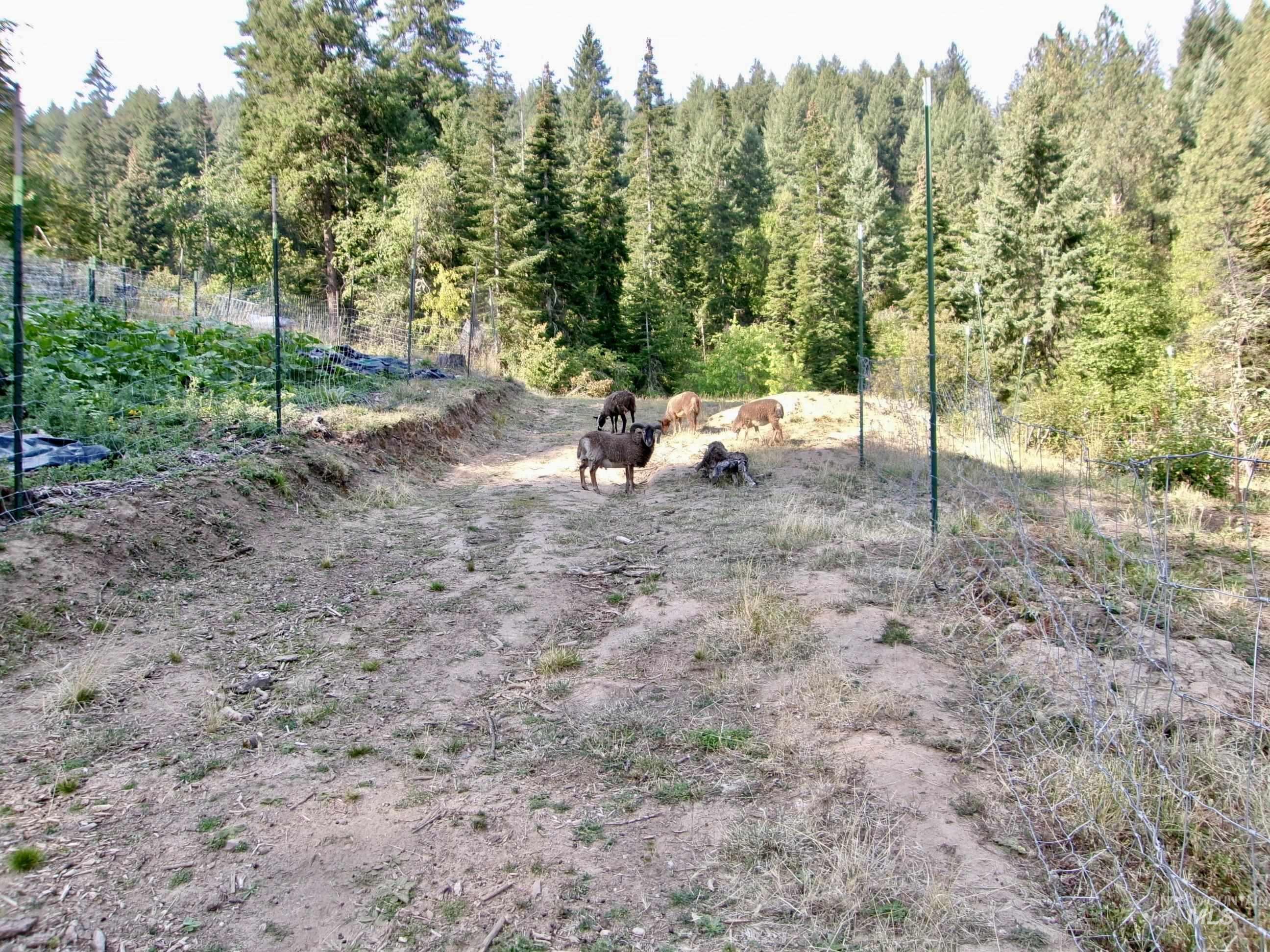 123 Conifer Lane Stites, ID 83552 - Photo 28 of 48 View of yard with a rural view and a forest view