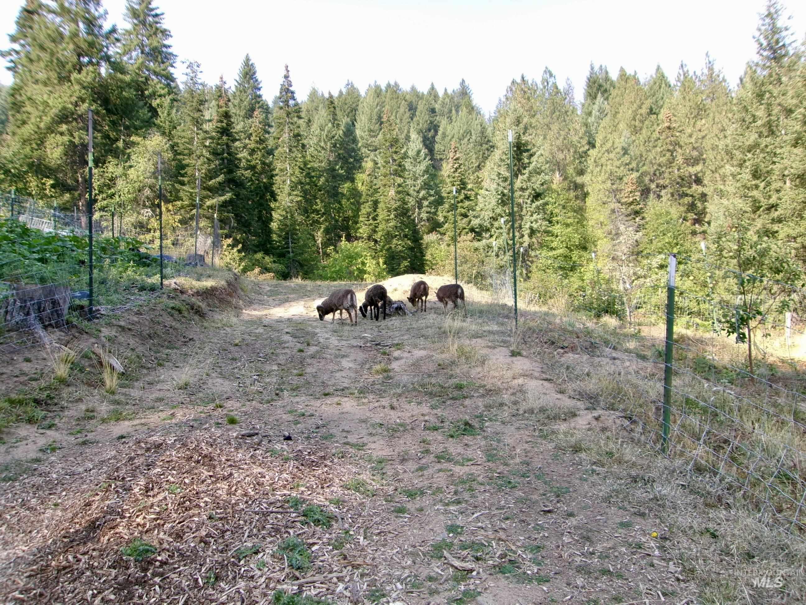 123 Conifer Lane Stites, ID 83552 - Photo 34 of 48 View of wooded area featuring a view of countryside