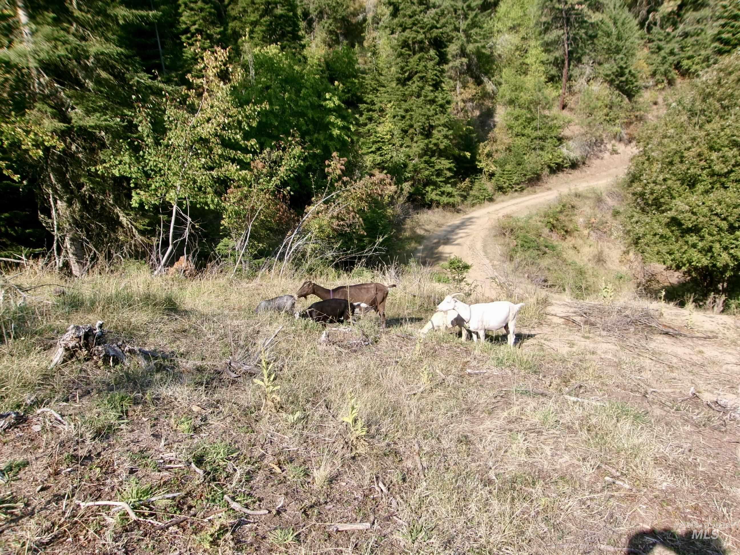 123 Conifer Lane Stites, ID 83552 - Photo 36 of 48 View of nature