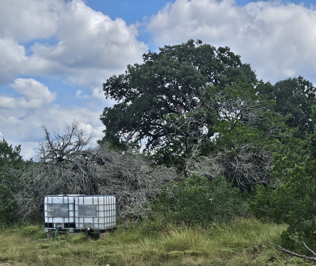 1862 Sd 31846 Rocksprings, TX 78880 - Photo 15 of 32 a green field with lots of bushes