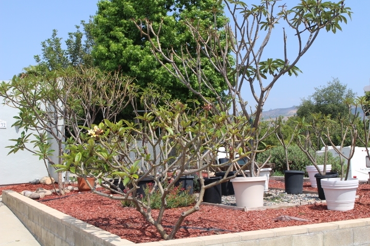 13232 Saddle Ridge Road Lakeside, CA 92040 - Photo 19 of 24 Gallery Image 19
