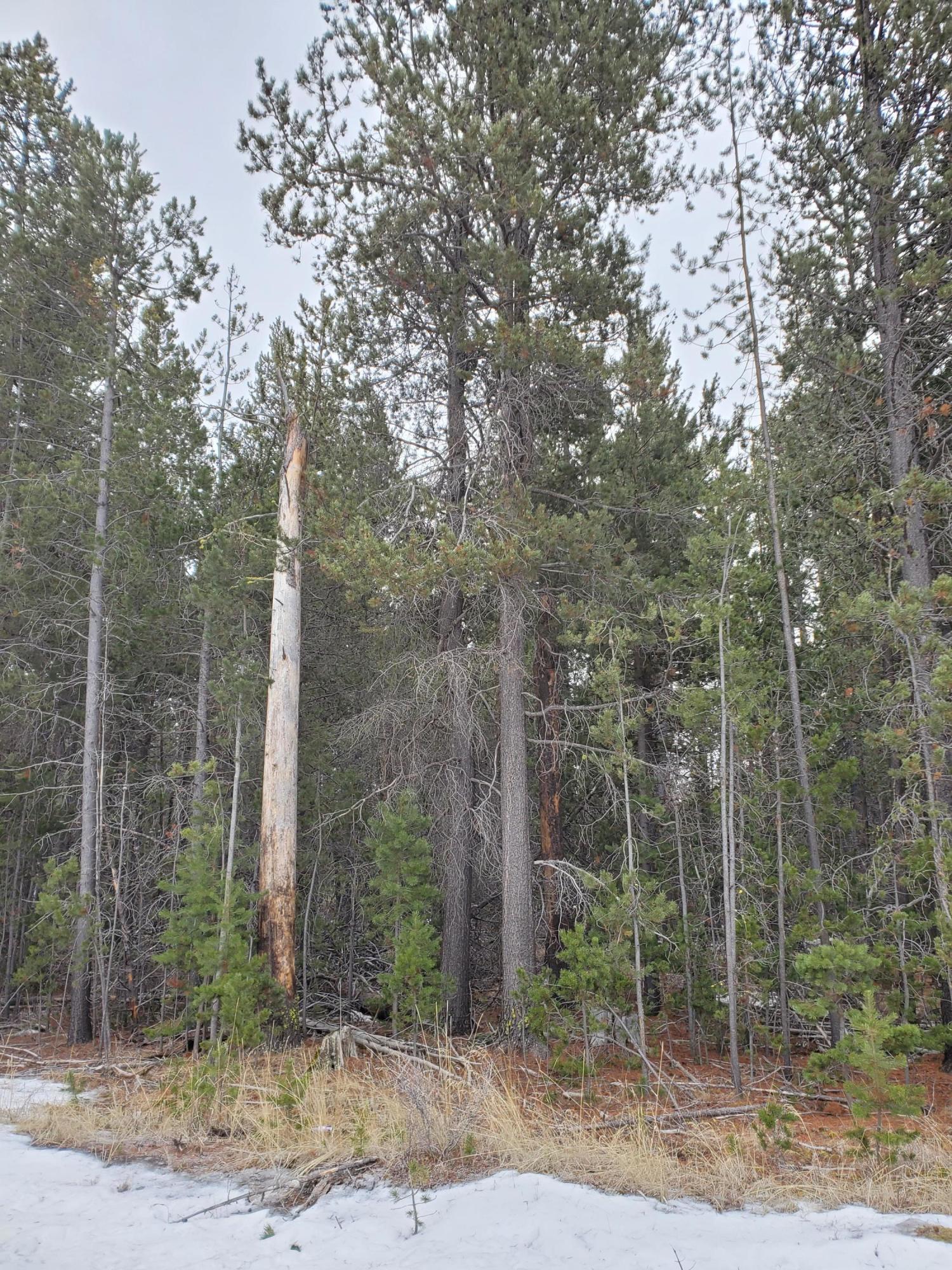 16917 Fontana Road Bend, OR 97707 - Photo 2 of 4 Easy access to National Forest, the High Lakes and Mt. Bachelor.