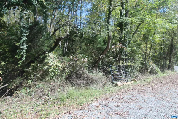 a view of a forest with trees
