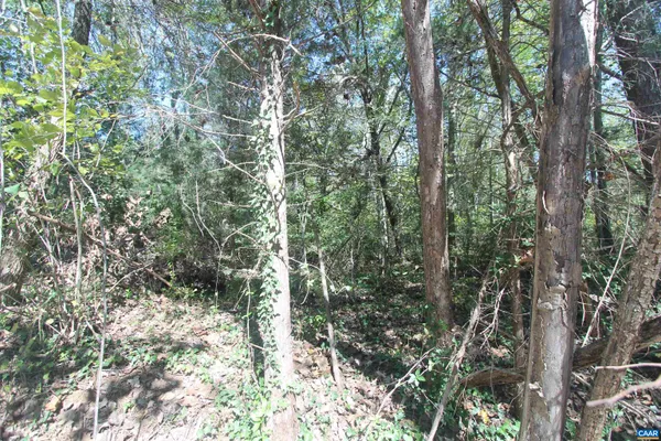 a view of forest