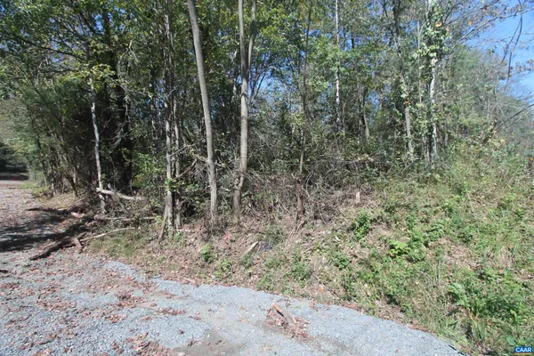 a view of a forest with trees in the background