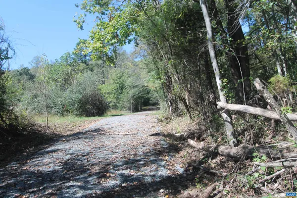 a view of a forest with trees