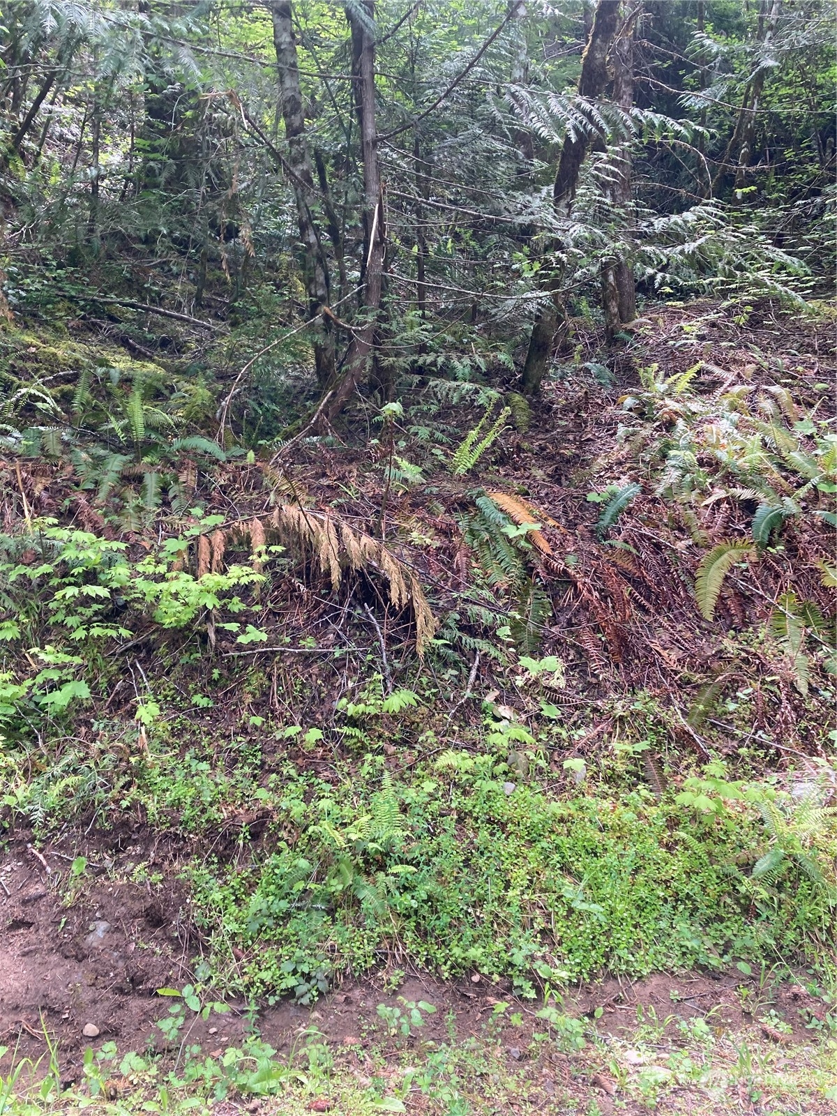 13 North Dow Rdg Road Hoodsport, WA 98548 - Photo 1 of 5 a view of a forest that has a tree