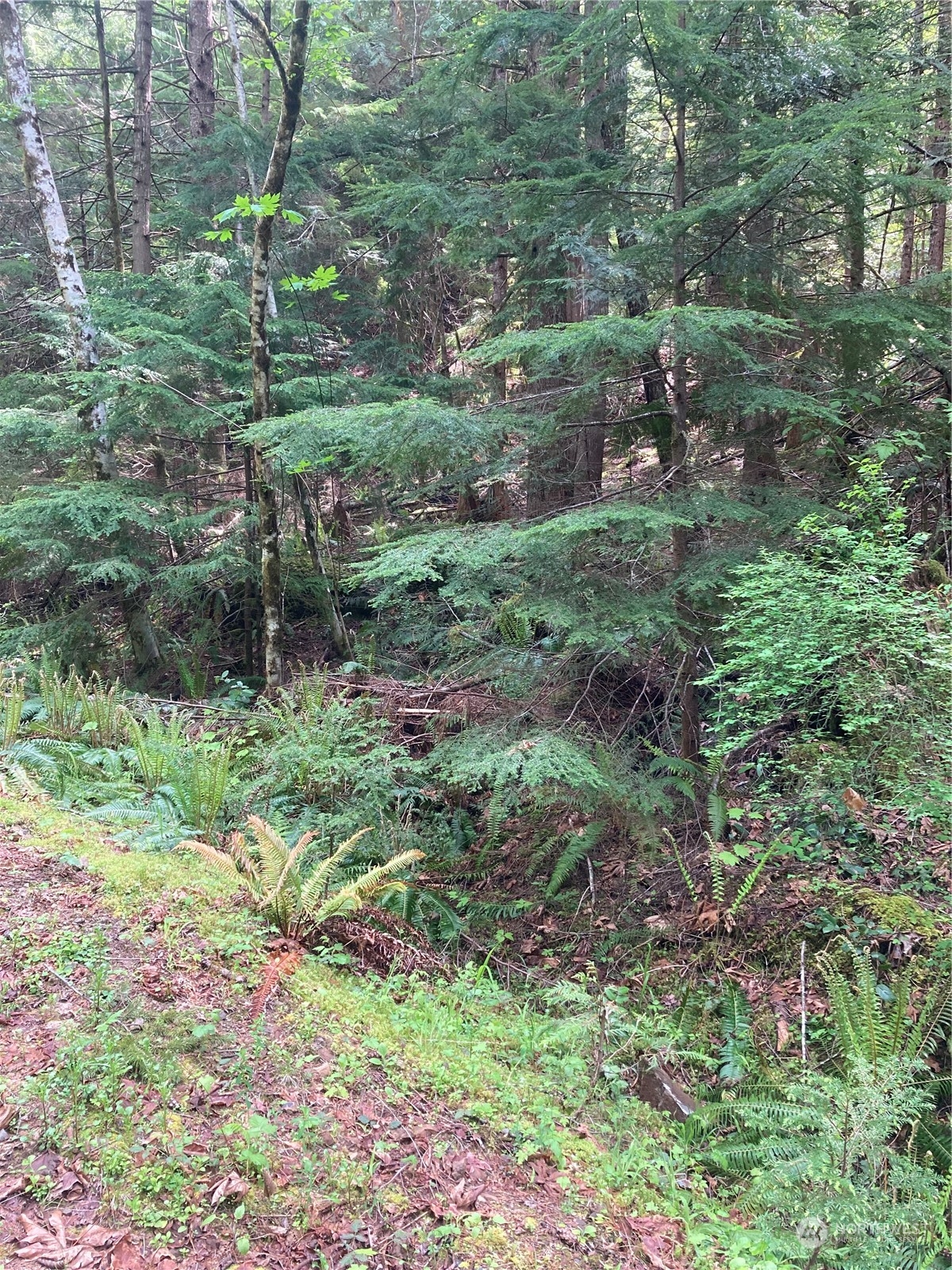 13 North Dow Rdg Road Hoodsport, WA 98548 - Photo 2 of 5 a big yard with lots of green space and deers