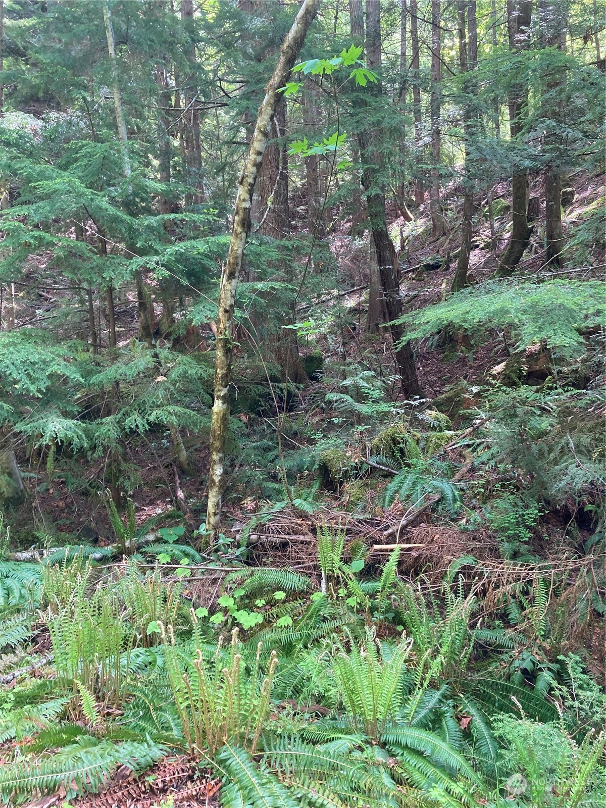 13 North Dow Rdg Road Hoodsport, WA 98548 - Photo 3 of 5 a aerial view of a house with a yard