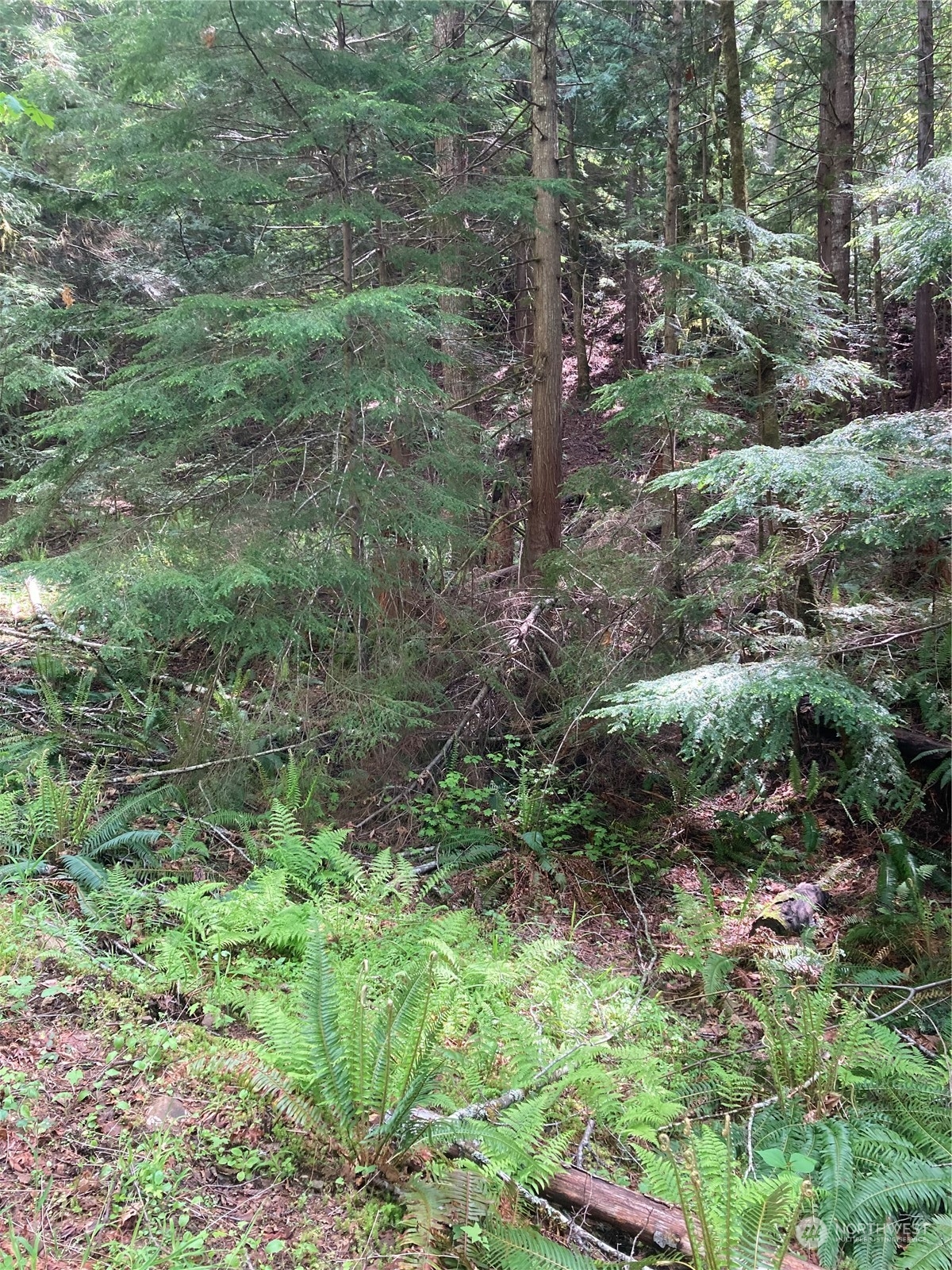 13 North Dow Rdg Road Hoodsport, WA 98548 - Photo 4 of 5 a view of a lush green forest