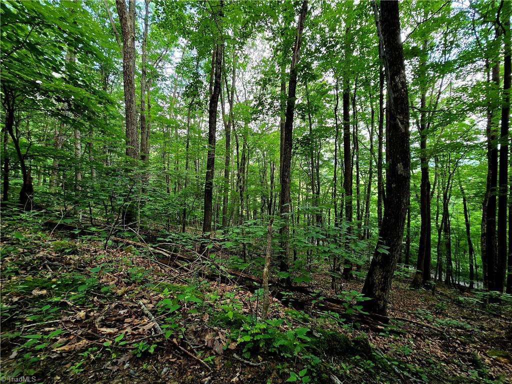 Tbd Red Fox Trail Boone, NC 28607 - Photo 4 of 16