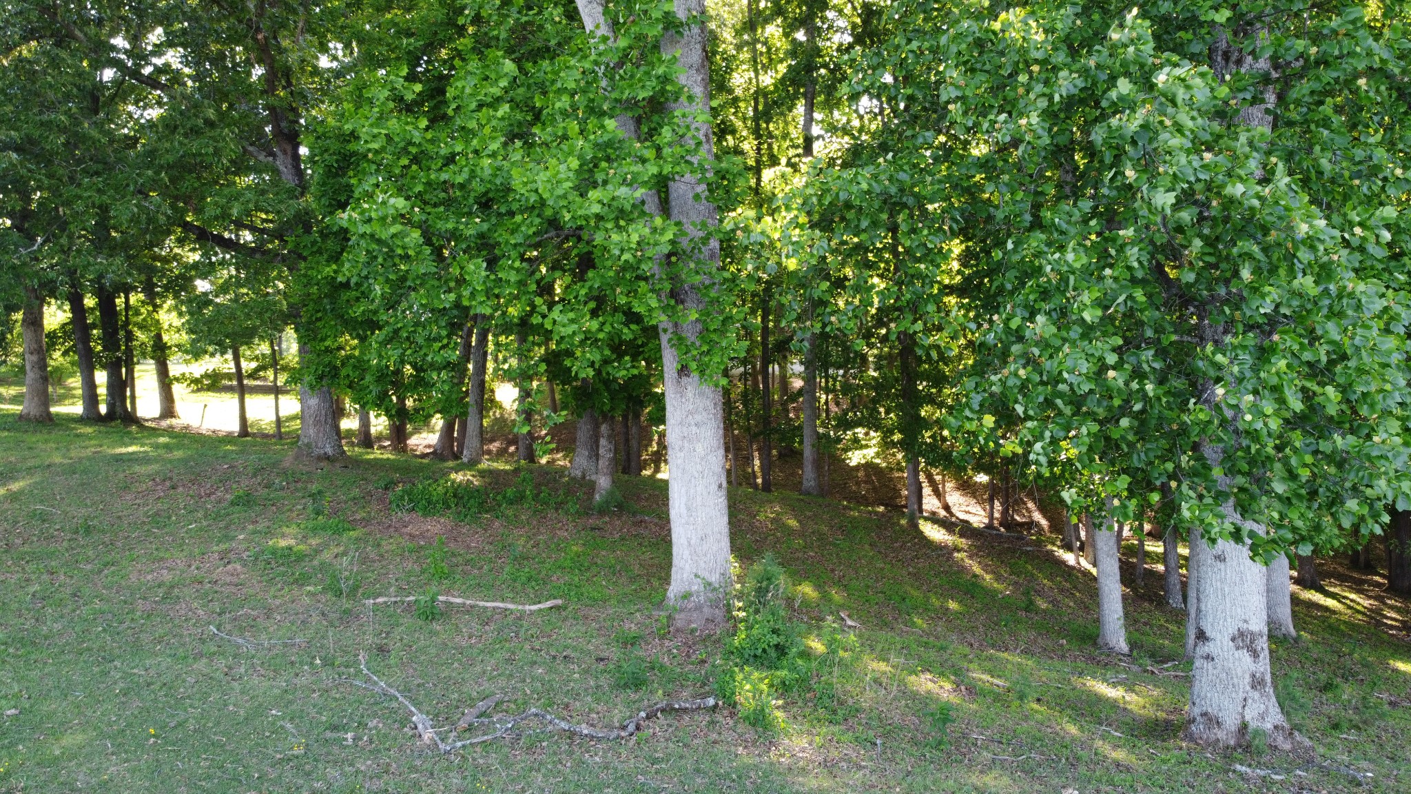 143 Griffintown Road Sparta, TN 38583 - Photo 31 of 35 a big yard with lots of green space and trees