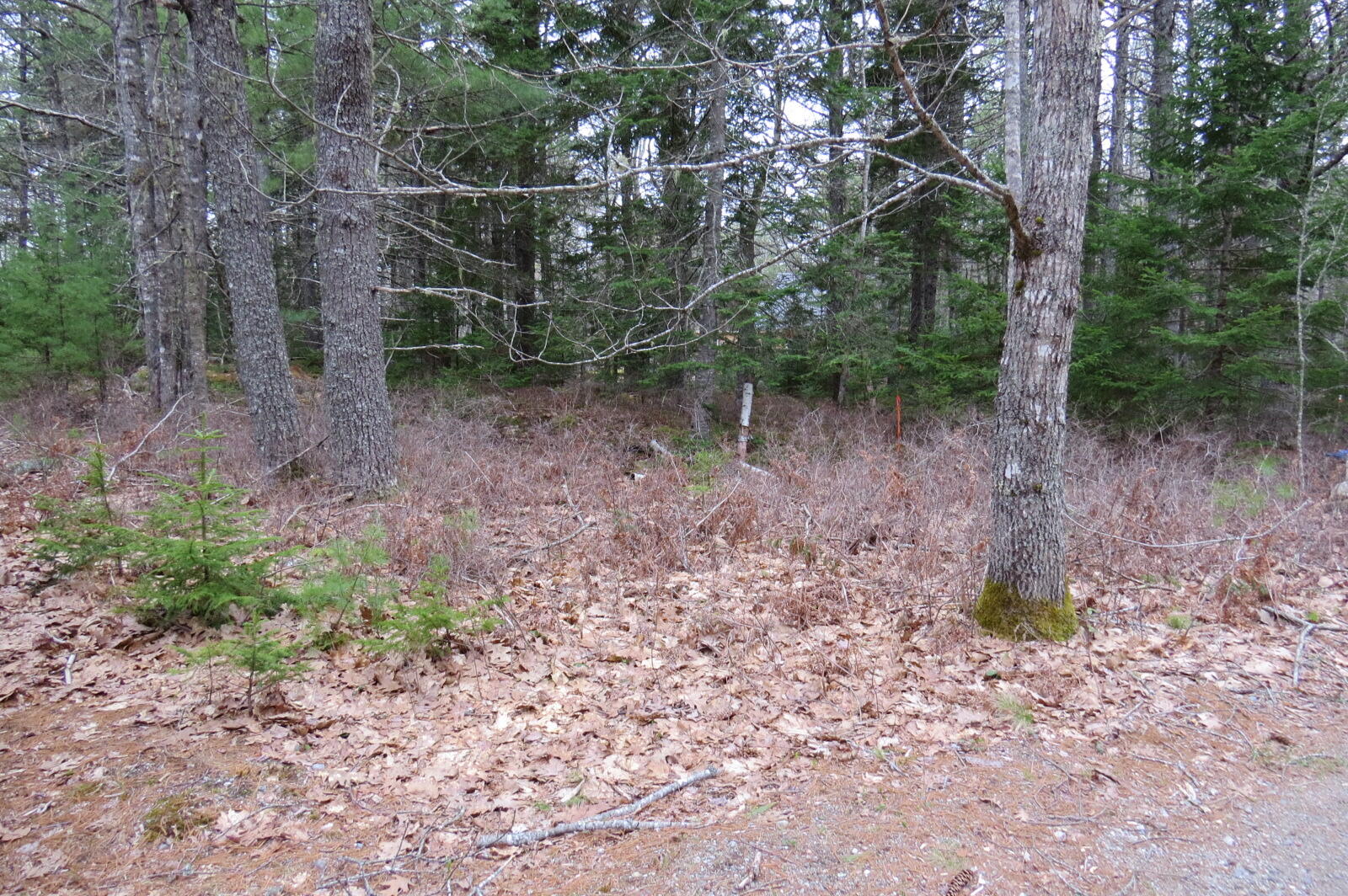 23 Porcupine Road Sullivan, ME 04664 - Photo 17 of 27 IMG_0201