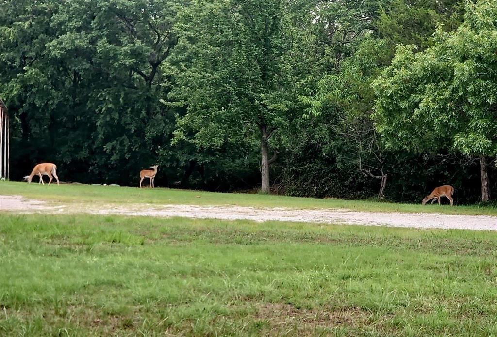 137 Oakview Gainesville, TX 76240 - Photo 33 of 37 Wildlife In Backyard.