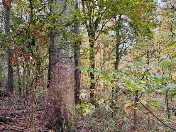 $543,165 | William Switch Road, Ripley, TN 38063