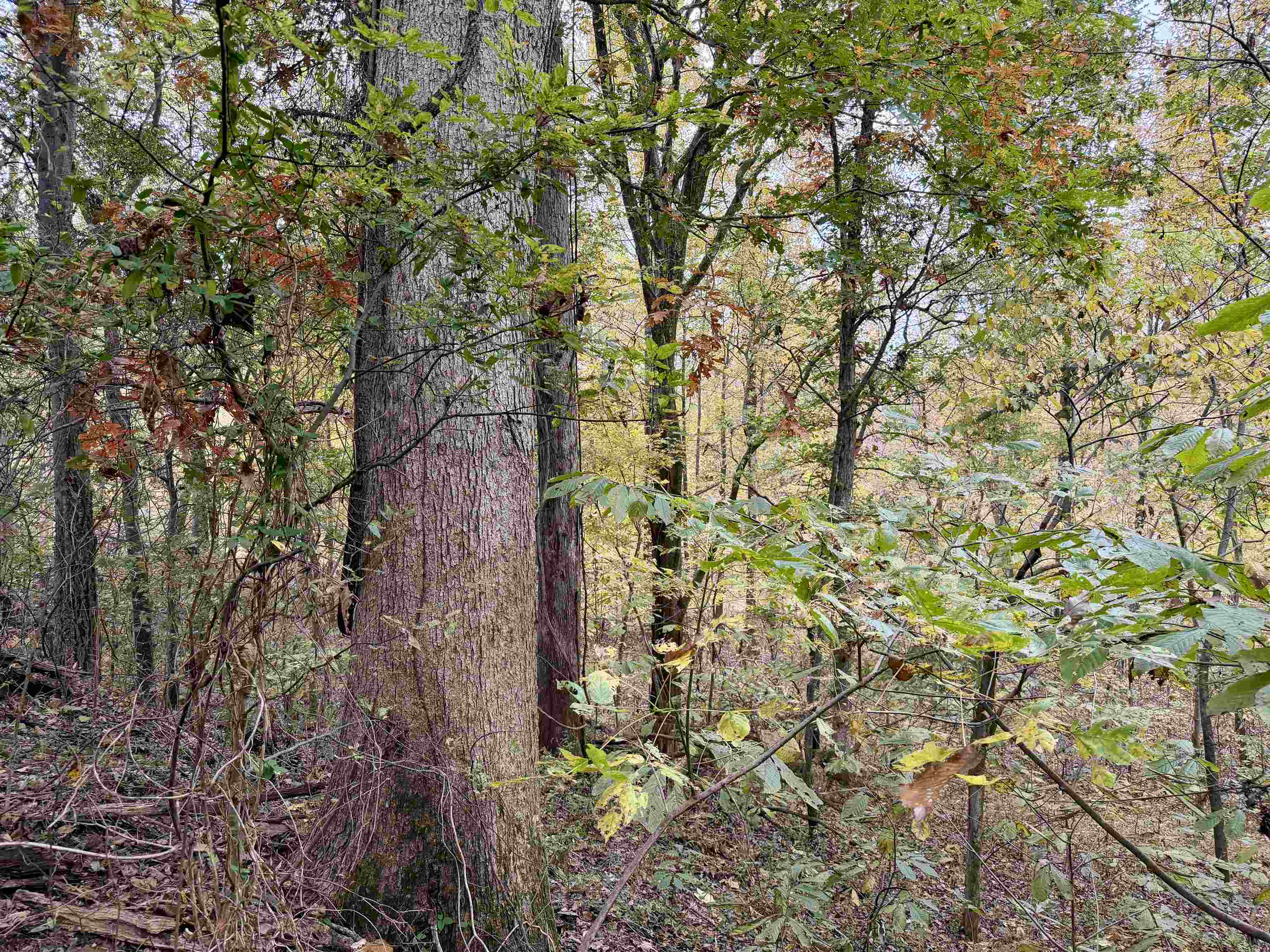 William Switch Road Ripley, TN 38063 - Photo 3 of 39