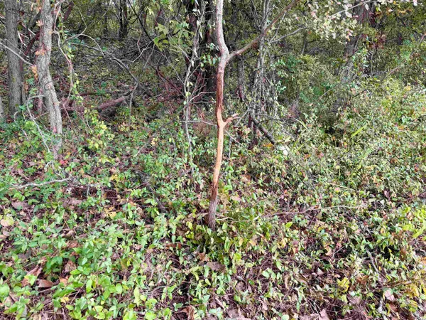 $543,165 | William Switch Road, Ripley, TN 38063