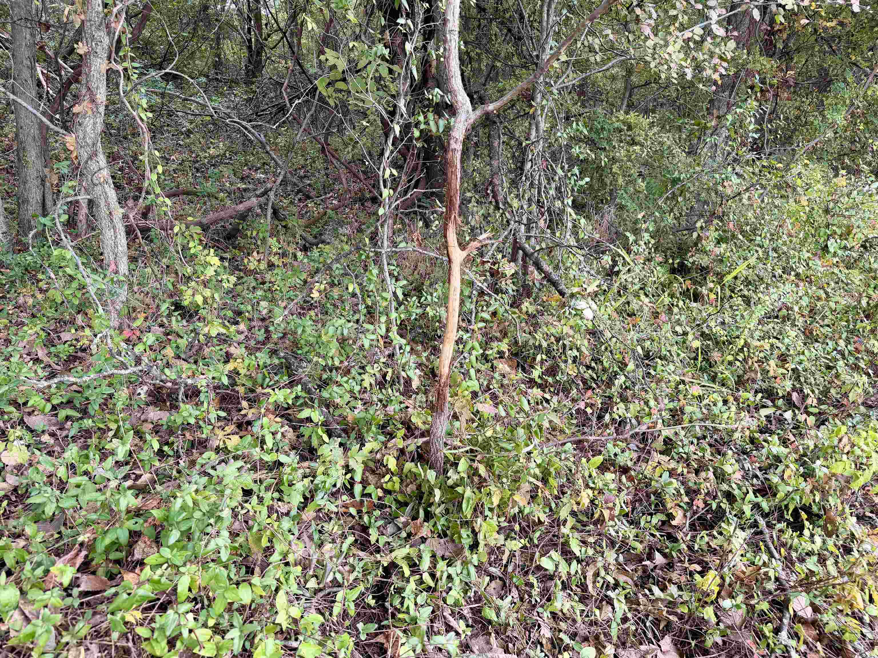 William Switch Road Ripley, TN 38063 - Photo 34 of 39