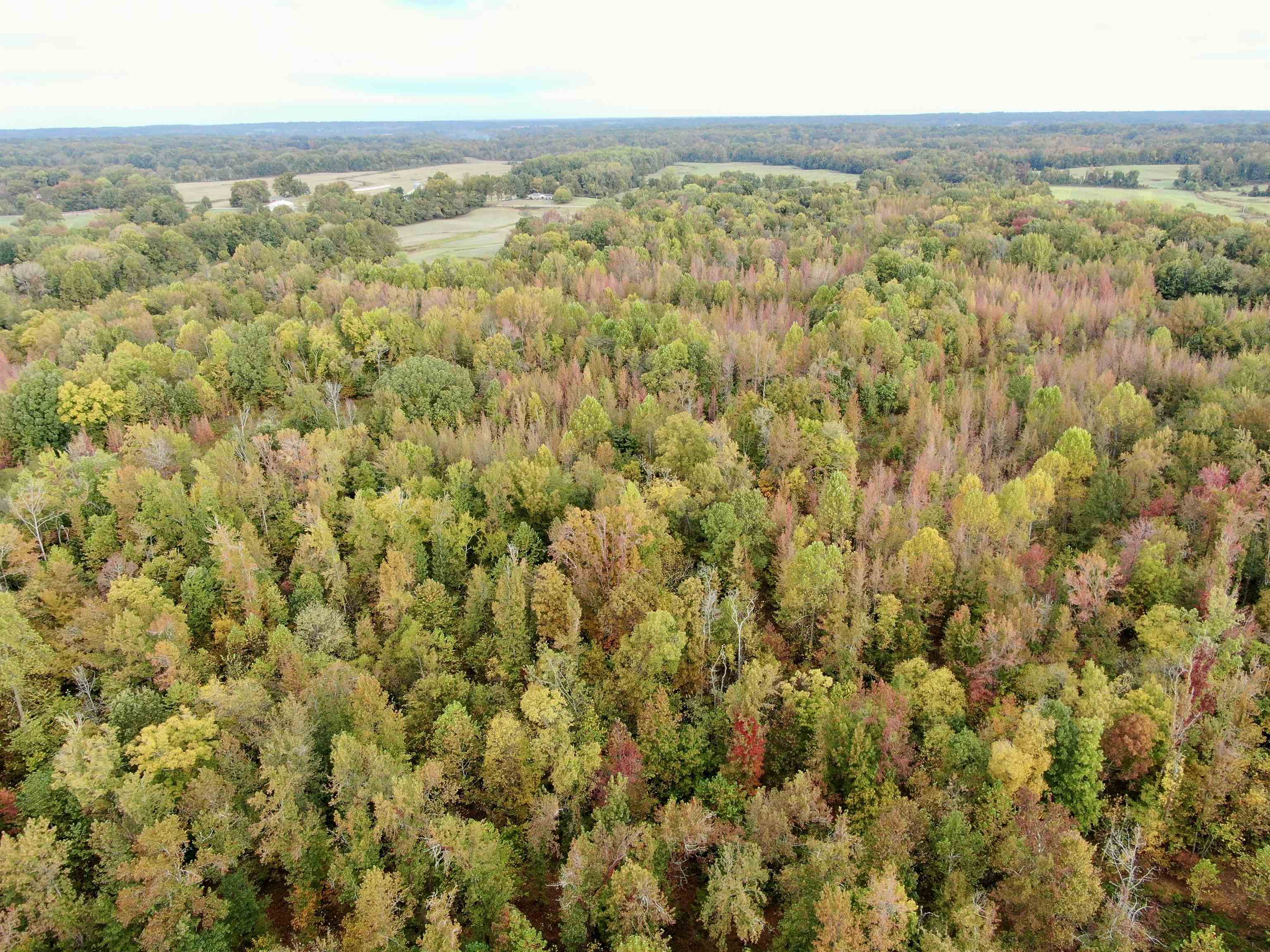 William Switch Road Ripley, TN 38063 - Photo 36 of 39