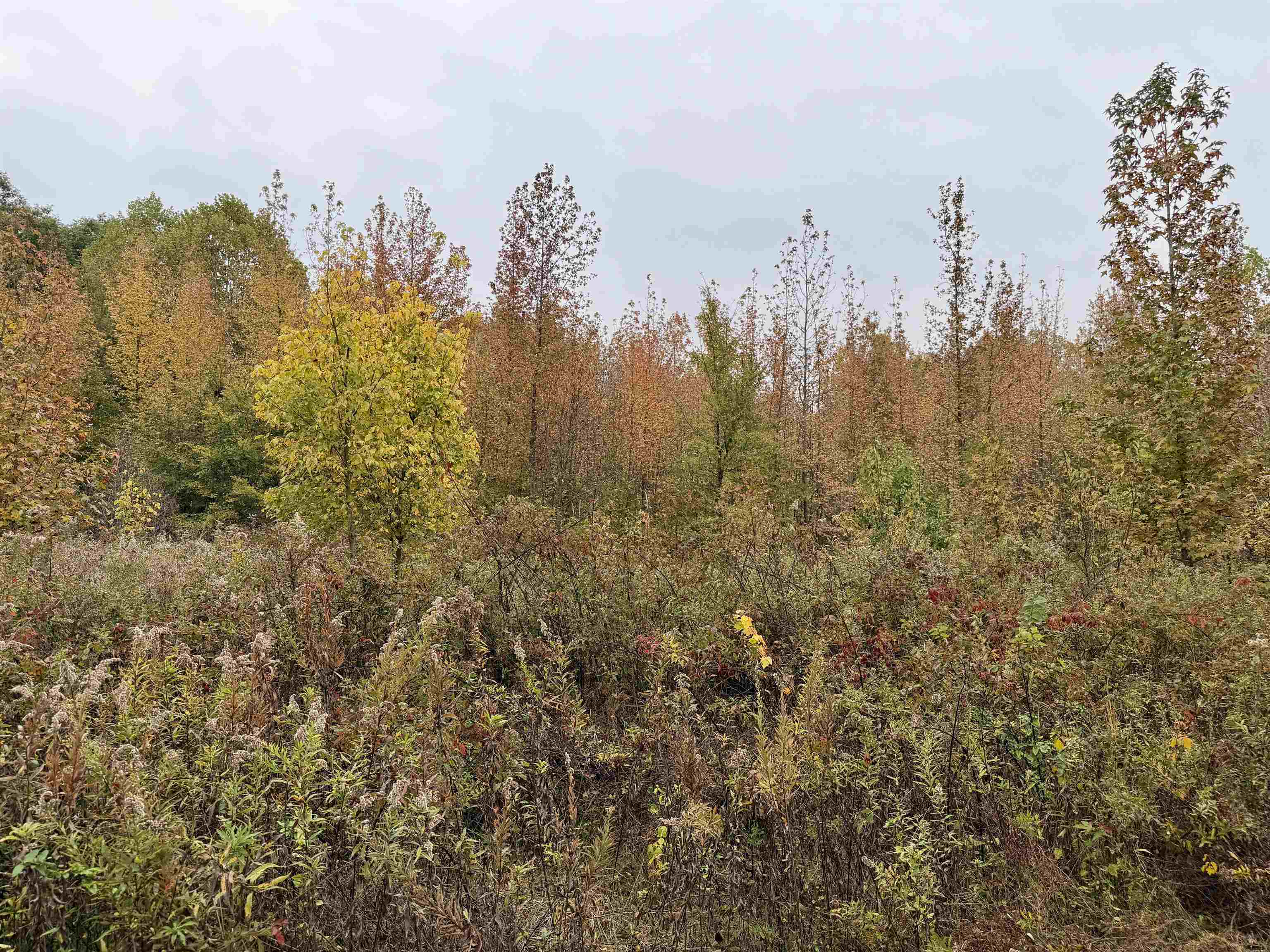 William Switch Road Ripley, TN 38063 - Photo 7 of 39