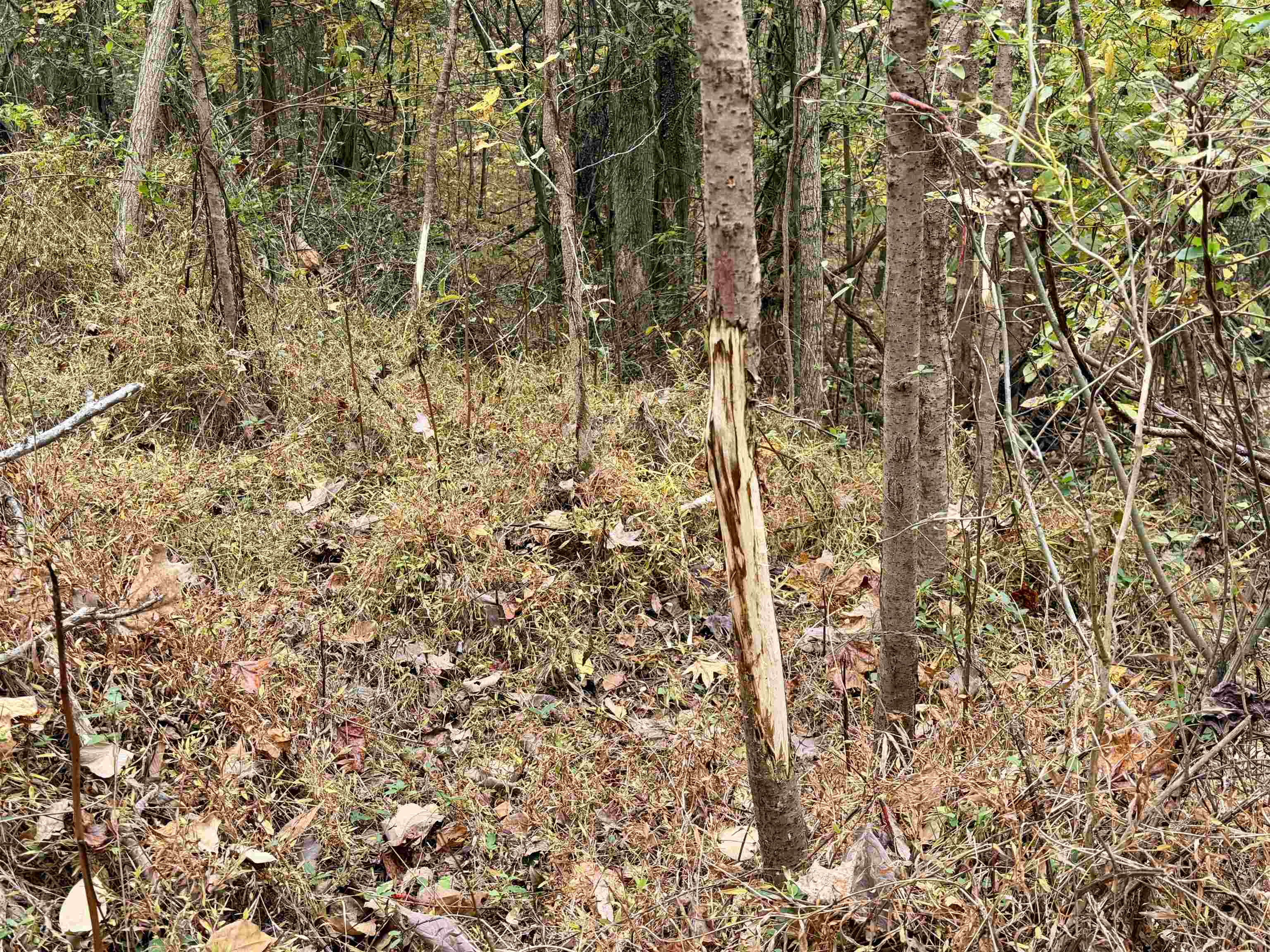 William Switch Road Ripley, TN 38063 - Photo 9 of 39