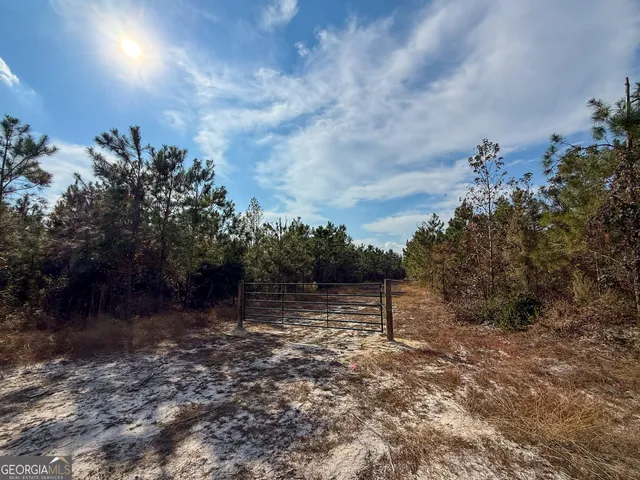 a view of a forest with trees