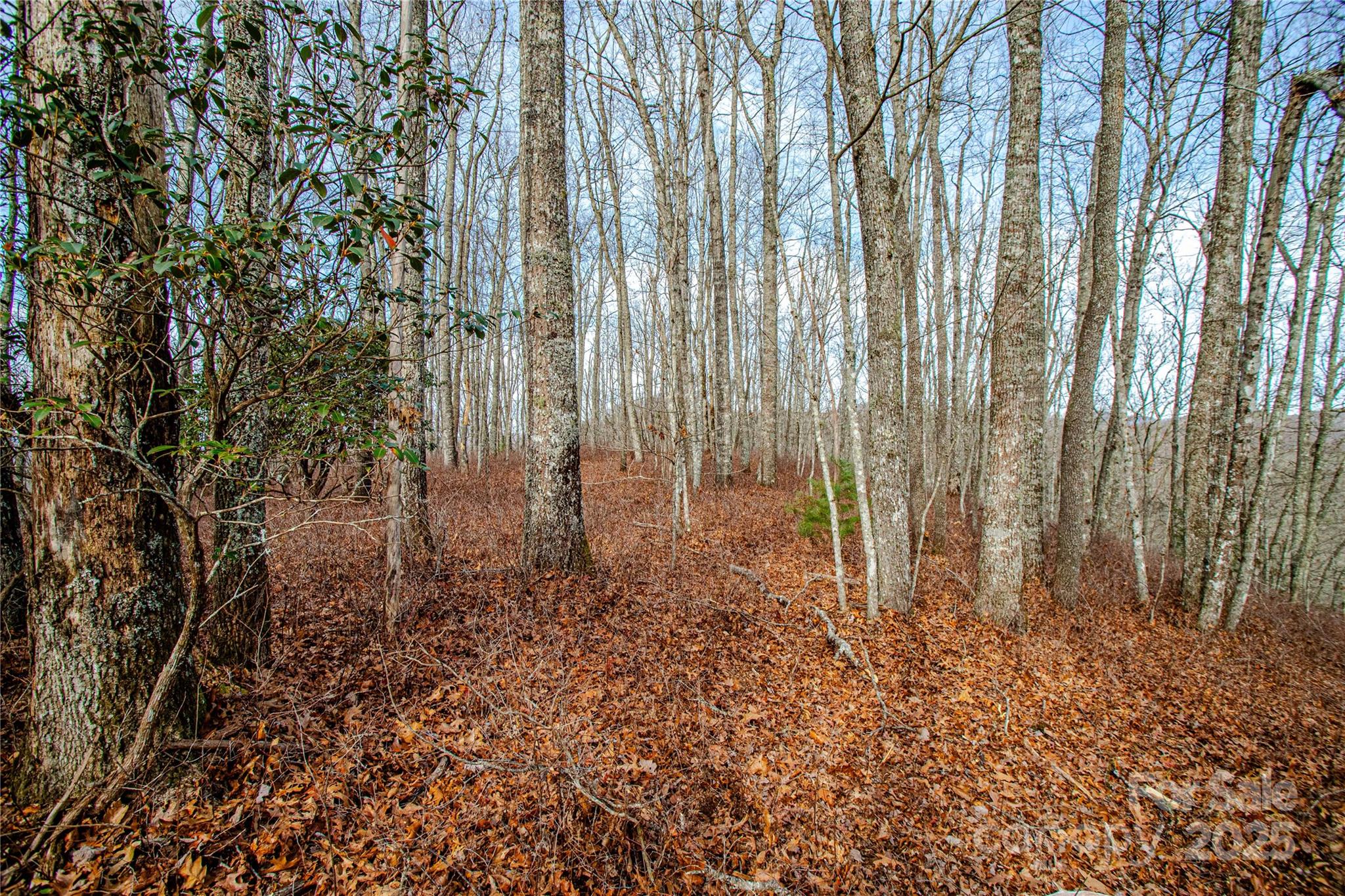 Tbd Tannassee Crk Road Tuckasegee, NC 28783 - Photo 11 of 32