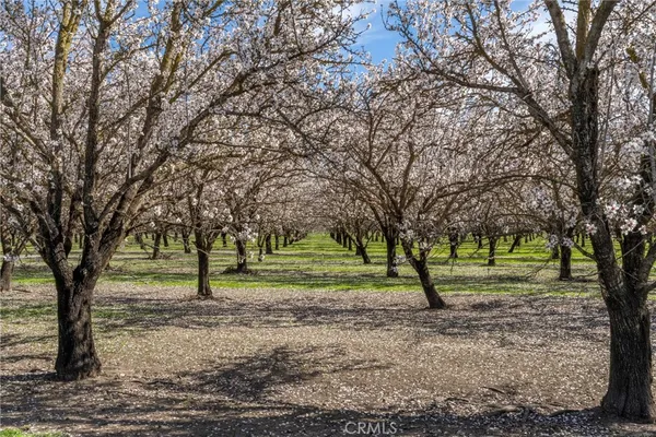 a view of a tree in a yard