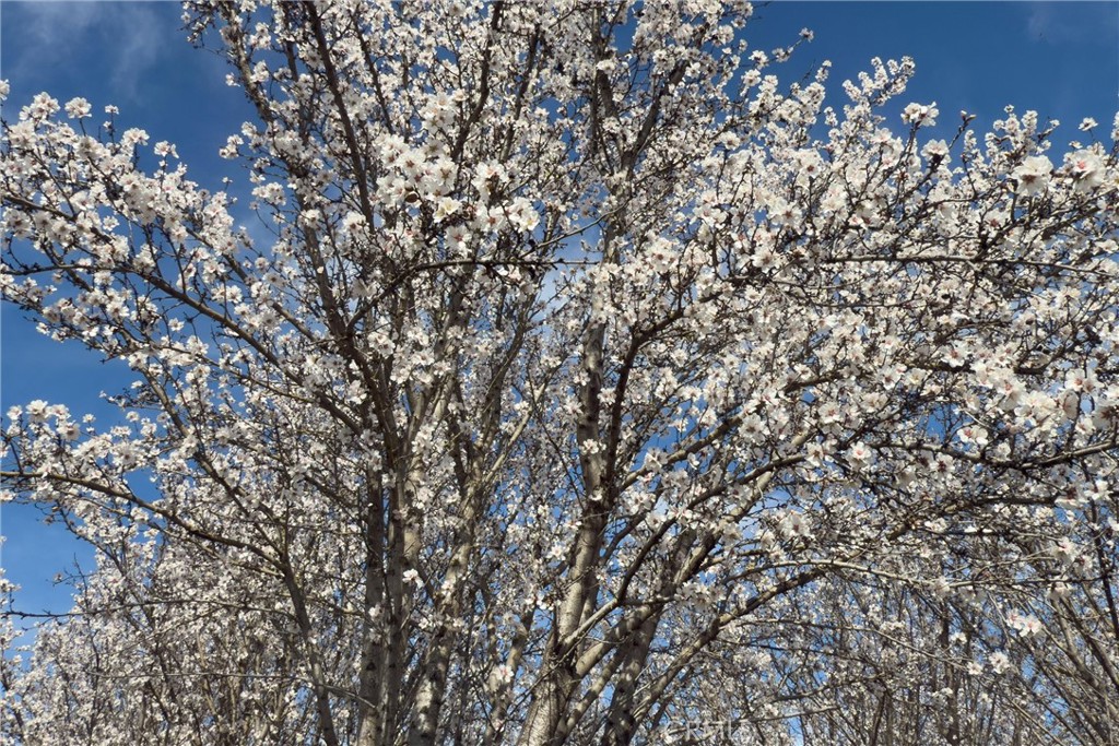 2737 House Avenue Durham, CA 95938 - Photo 38 of 49 a view of a tree in a yard