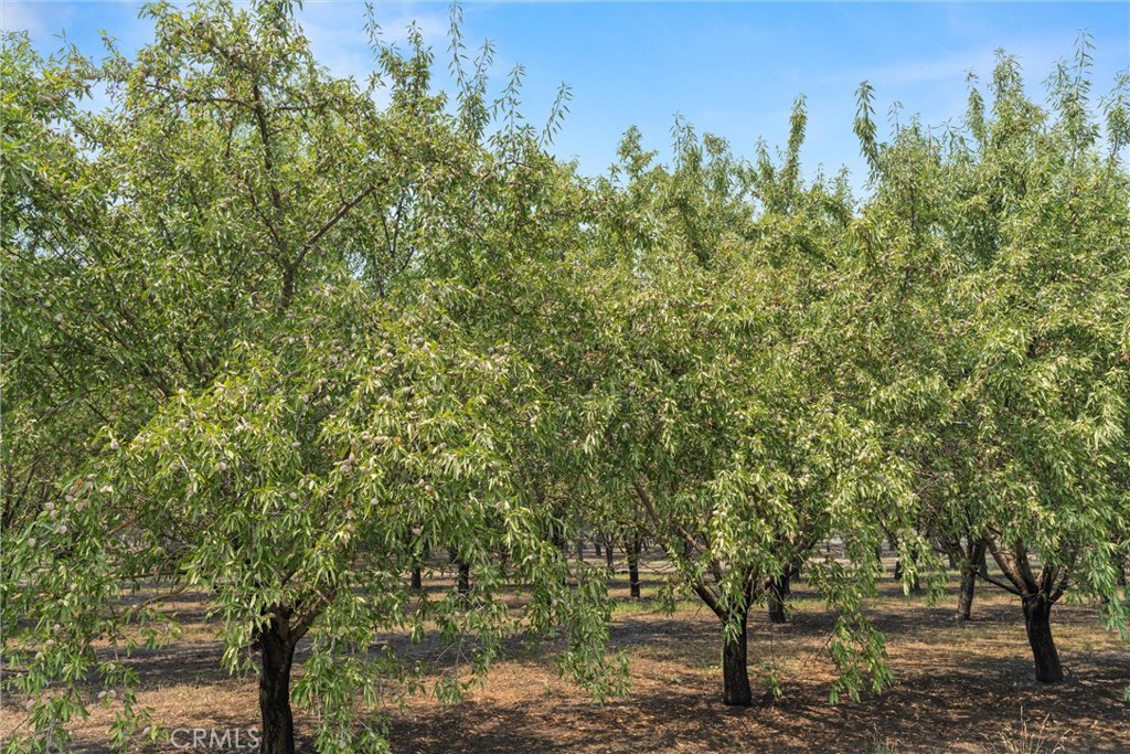 2737 House Avenue Durham, CA 95938 - Photo 45 of 49 a view of a forest with trees in the background