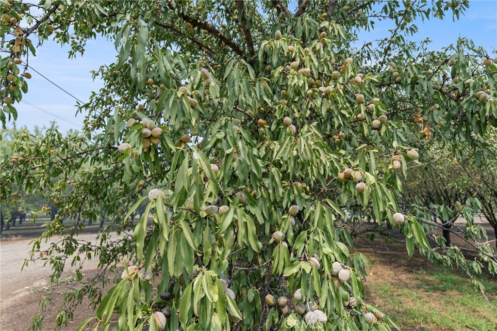 2737 House Avenue Durham, CA 95938 - Photo 46 of 49 a view of a tree in a garden